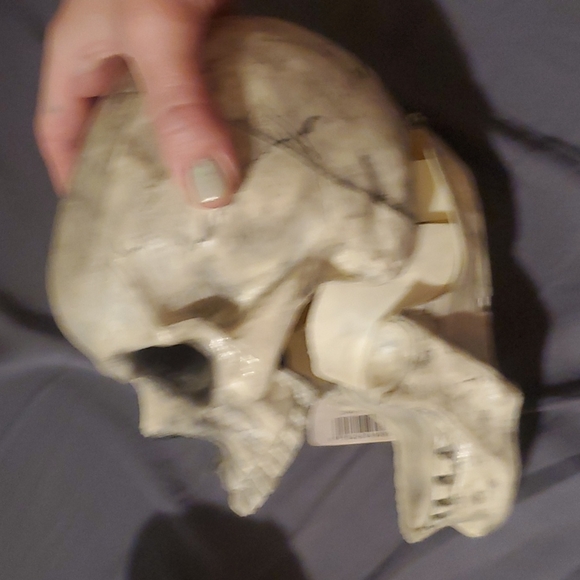 Skull head - Picture 4 of 4